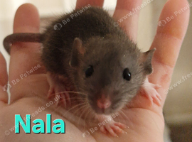 LARGE CAGE AND 4 FEMALE YOUNG RATS