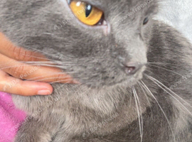 Beautiful Grey British Shorthair Girl &mdash; Ready for Her Forever Home!