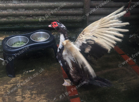 Stunning Muscovy Drake 1 Year Old