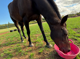 Sienna- 15.2hh, 10yo mare