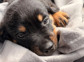 12 weeks rottweiler