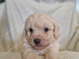 4 stunning shipooh pups