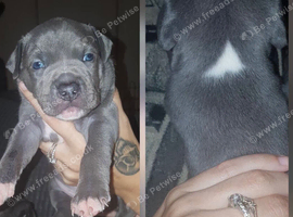 Blue Staffordshire bull terrier puppies