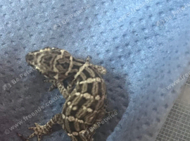 Bynoe geckosx2 male viper geckox1