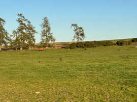 Grazing to let in Perth