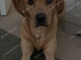 Amazing and lovable Labrador boy