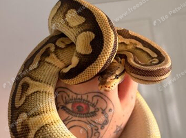 Beautiful CB23 Super Patel Mojave Het Clown female.