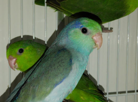 Baby parrotlets
