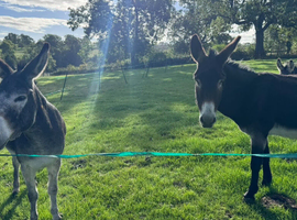 Two lovely, gentle female donkeys looking for a loving home together