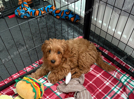 F1b Cavapoo Puppies 1 Boy 2 Girls