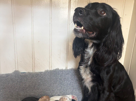 Beautiful Litter of Working Cocker Spaniels