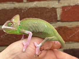 Pied Yeman chameleons