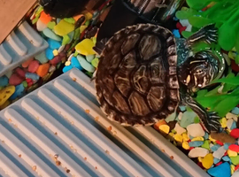 2 baby terrapins with full setup