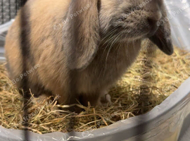 Minilop Bunny Rabbit