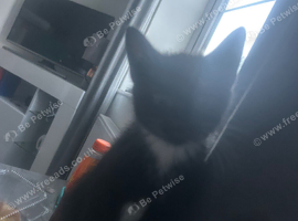 12 week kitten