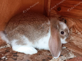 Baby dwarf lop bunnies