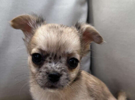 6 Beautiful 3/4 chihuahua 1/4 pomeranian puppies