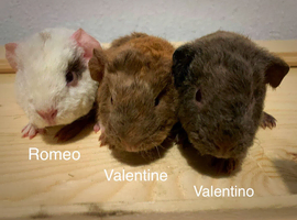 Beautiful Baby teddy Guinea pigs