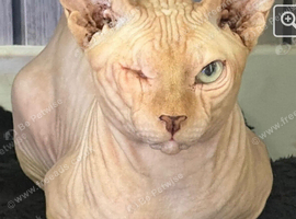Gorgeous Ginger One-Eyed Sphynx Cat - Unique & Loving