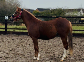 Welsh section b 2yo filly