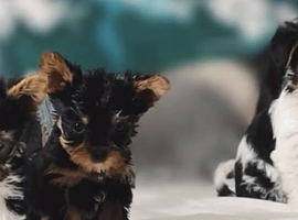 Yorkshire terrier/Mini/Particoloured/Traditional