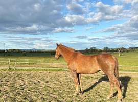 15.3hh project sports horse