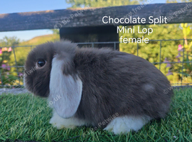 Mini lop youngsters