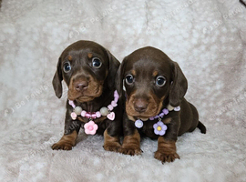 Gorgeous smooth mini dachshunds