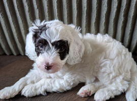 Toy Cavapoo Puppies Ready 13th July