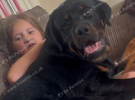 Male Rottweiler