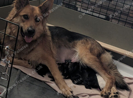 2 female left out of litter of 8 German shepherd