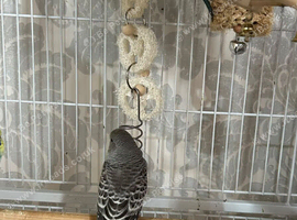 Black wing black body pair,  budgies pair