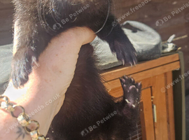 9 week old &frac12; eu Jill ferrets