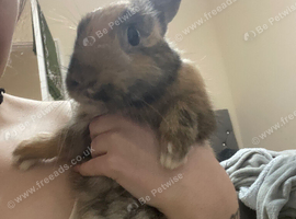 2 rabbits