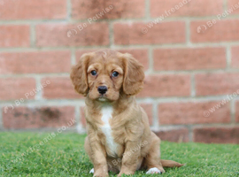 Beautiful Cockerlierpoo puppies for sale