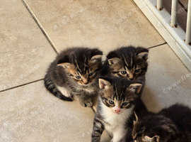 Gorgeous kittens. Boys & Girls.