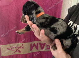 Dachshund puppies