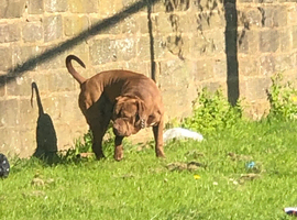 I&rsquo;m selling bull, mastiff dog