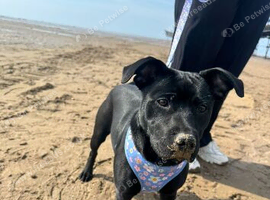 Coco looking for her forever home