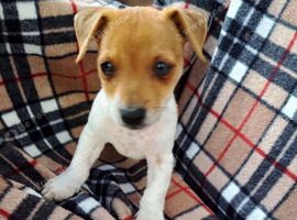 jack russell puppies