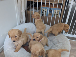 Beautiful KC registered Golden Retriever puppies