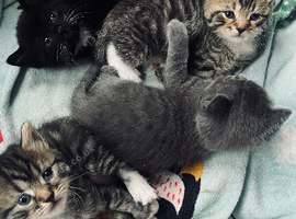 Very sweet kittens
