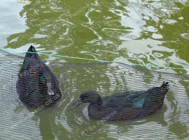Cayuga breeding pair