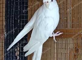 Albino female cockatiel