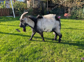 Entire Pygmy Billy Goat for Sale - 2 Years Old - Knaresborough