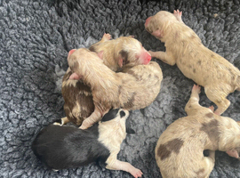 Border Collie Puppies