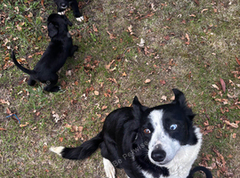 1 male sprollie puppy left seeking new homes