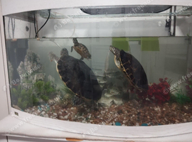 Water Turtle Yellow bellied slider couple