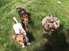 Pawtastic Walkies (Dog walking & pet services)