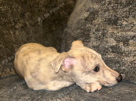 Exceptional litter of KC registered whippet puppies